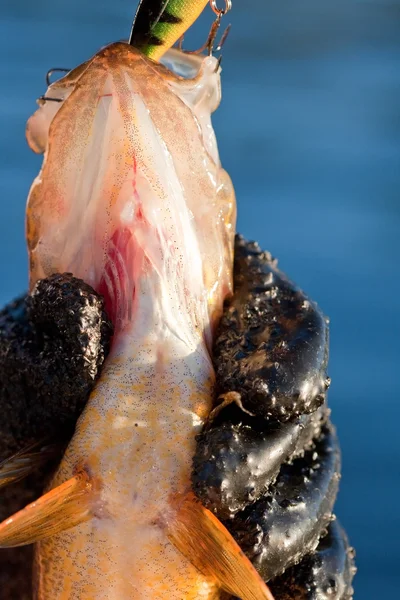 A pickerel fish being unhooked for release. — Stock Photo, Image