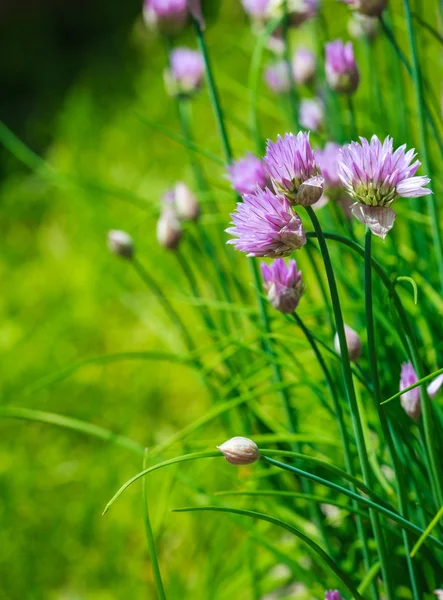 Close-up of Purple Chives Stock Picture