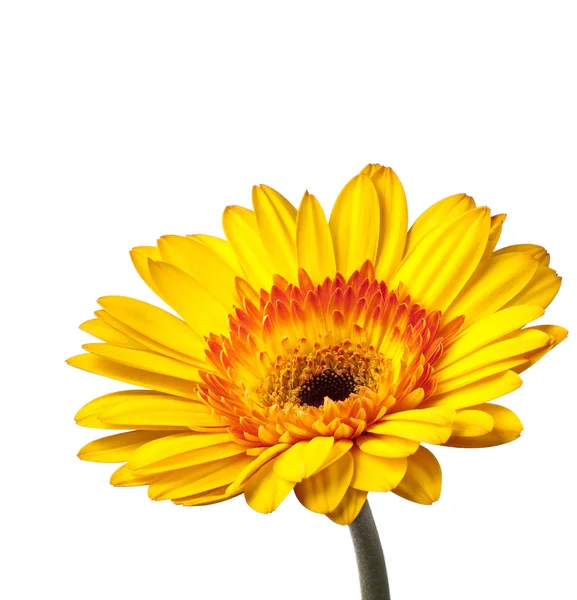 Beautiful yellow Gold Gerbera Daisy Royalty Free Stock Images