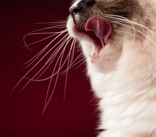 Fame ragdoll gatto leccare le labbra . Immagine Stock