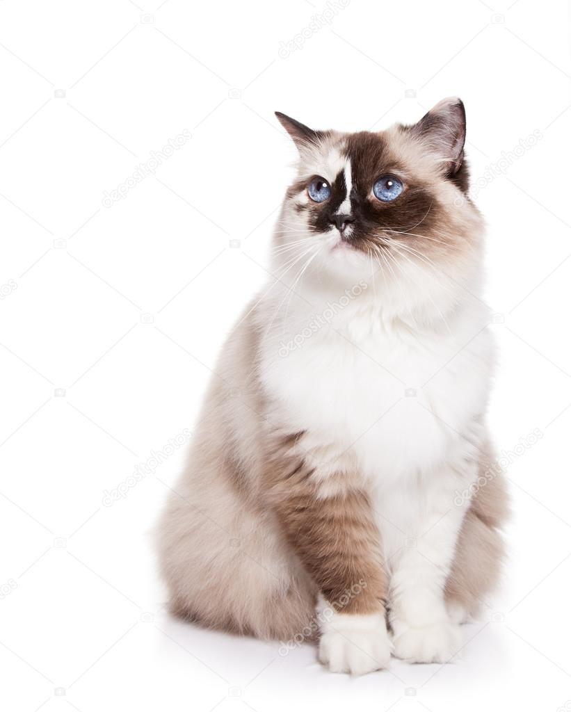 Ragdoll Cat on a White Background Stock Photo by ©juliannafunk 70957051