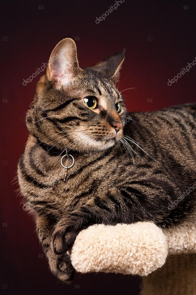 Mackerel Tabby Black Cat With Stripes Black Mackerel Tabby A