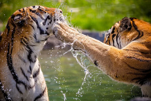 Tigres — Fotografia de Stock