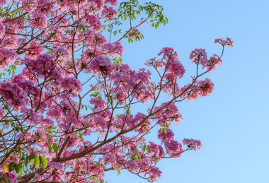 Tebebuia çiçek, çiçek (pembe trompet) Tabebuia rosea blu ile