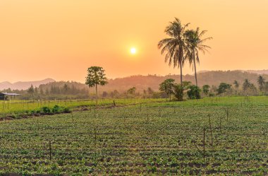 Gün batımında Sebze Bahçe ve Hindistan cevizi hurma ağacı.