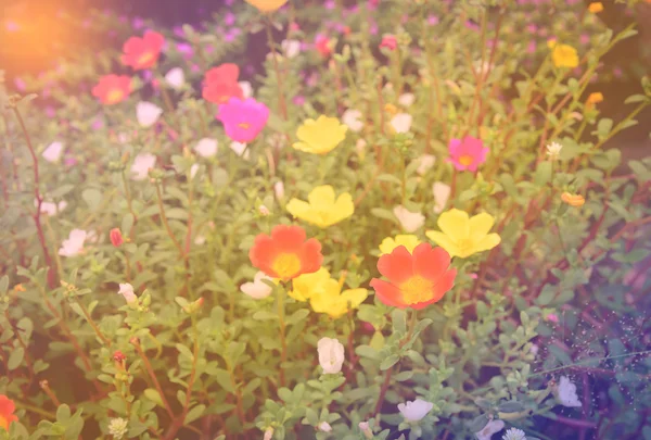 Színes virágok, lágy pasztell vintage retro hangon blur — Stock Fotó