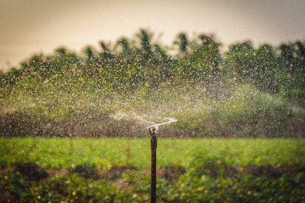 Water sprinkler system working in a green vegetable garden at su