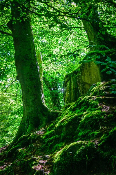 Górskie lasy i drzewa z mchu w magii światła. Filtrowanego obrazu — Zdjęcie stockowe