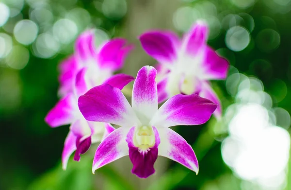 Piękny kwiat orchidea Dendrobium fioletowe w ogrodzie orchidei. — Zdjęcie stockowe