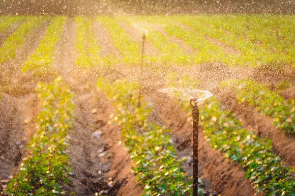 Sistema de rociadores de agua que trabaja en un huerto verde al atardecer. Enfoque aislado —  Fotos de Stock