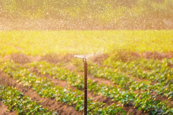 Sistema de rociadores de agua que trabaja en un huerto verde al atardecer. Enfoque aislado —  Fotos de Stock