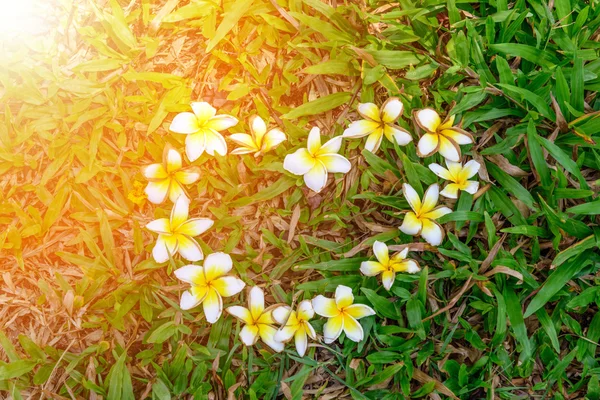 Bloemen hart vorm op het groene gras — Stockfoto