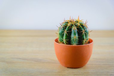 ahşap masa üstünde güzel kaktüs