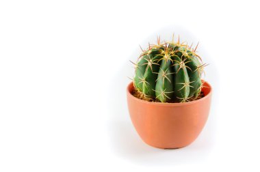 Küçük castus plastik kapta beyaz arka plan üzerinde izole. Seçici odak