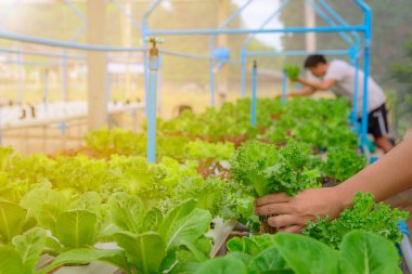 Çiftçi farm, Tayland yeşil hydroponic organik salata sebze toplamak. Seçici odak