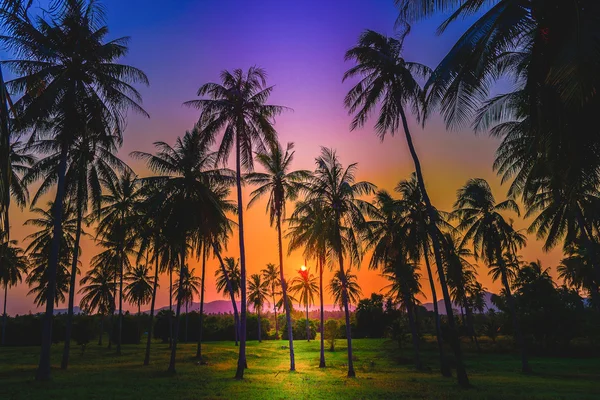 Silhouet kokosnoot palmbomen op het strand bij zonsondergang. Vintage toon. — Stockfoto