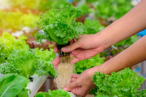 Agricultor recoger verdura ensalada ecológica hidropónica verde en la granja, Tailandia. Enfoque selectivo — Foto de Stock