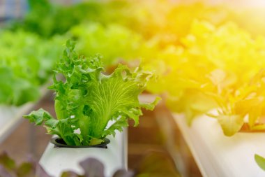 Yeşil hydroponic organik salata sebze gruptaki, Tayland. Sele
