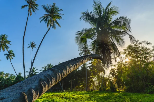 해질 녘에 해변 근처에 있는 실루엣 야자나무. — 스톡 사진