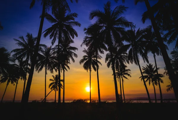 Silhouette coconut palm trees on beach at sunset. — Stock Photo, Image