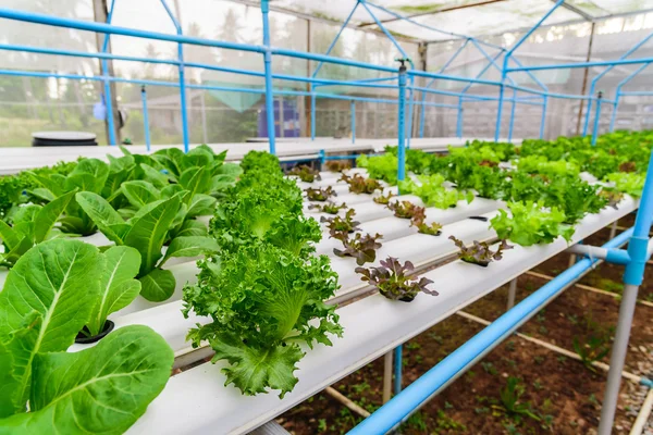 Πράσινο υδροπονικό οργανικό λαχανικό σαλάτας σε αγρόκτημα, Ταϊλάνδη. Επιλεκτική εστίαση — Φωτογραφία Αρχείου