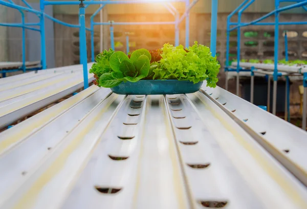 Hydroponic organik salata sebze gruptaki, Tayland. Seçici odak — Stok fotoğraf