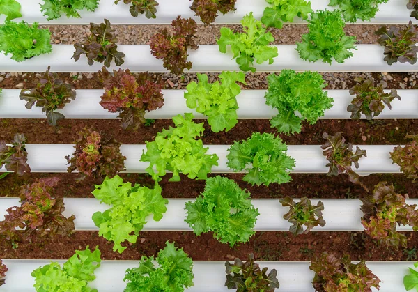 Tayland 'daki çiftlikte yeşil hidroponik organik salata. Seçici odak — Stok fotoğraf