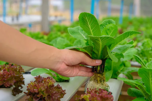 Agricultor coletar vegetais salada orgânica hidropônica verde na fazenda, Tailândia. Foco seletivo — Fotografia de Stock