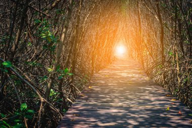 Tahta köprü betaween mangrov orman