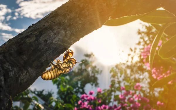 Ağustosböceği ağaç kabuğu kadar kapatın — Stok fotoğraf