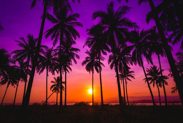 Palmeiras de coco silhueta na praia ao pôr do sol. — Fotografia de Stock