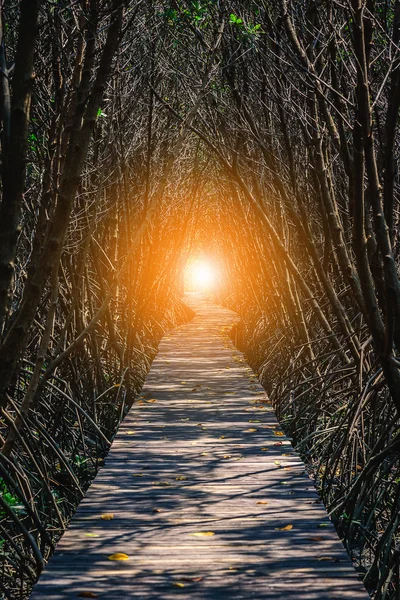 Дерев'яний міст у betaween мангрових лісів — стокове фото
