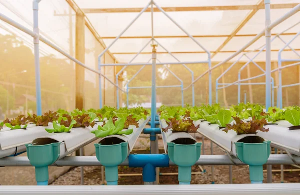 Yeşil hydroponic organik salata sebze gruptaki, Tayland. Sele — Stok fotoğraf