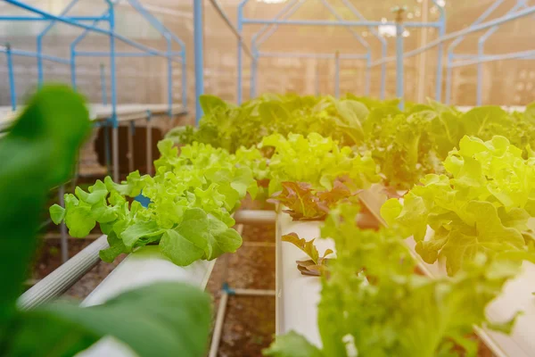 Verdura de salada orgânica hidropônica verde em fazenda, Tailândia. Sele... — Fotografia de Stock