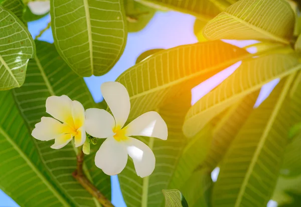 Biały kwiat tropikalny frangipani, Kwiat plumerii kwitnący na drzewie, Kwiat spa. — Zdjęcie stockowe