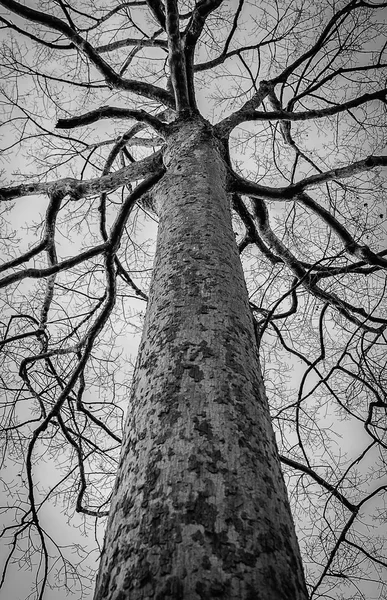 Black and white photo of dead winter tree,Thailand — Stock Photo, Image