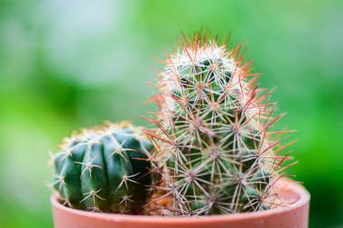 Dikenli kaktüs yeşil arka plan bulanık ile kapatın. Seçici odak