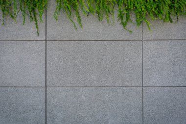 Soyut duvar arka plan, gri duvar yeşil sarmaşık bitki ile