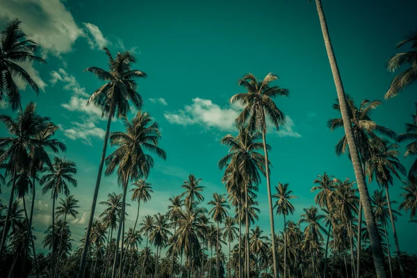 Silueta kokosové palmy na pláži. Ročník tónu. — Stock fotografie