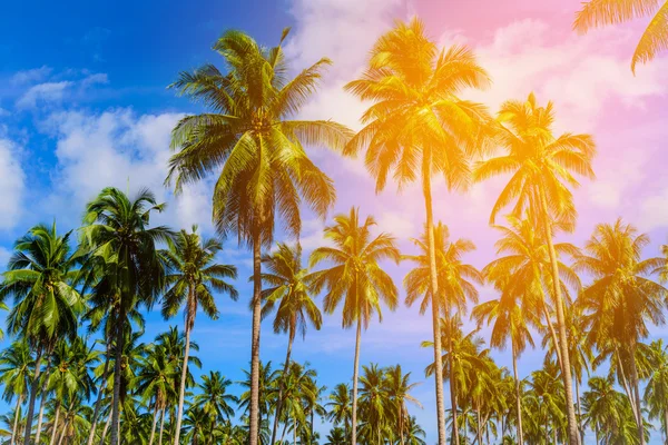 코코넛 야 자 나무 구름 배경으로 해변 푸른 하늘에. 빈티지 톤 — 스톡 사진