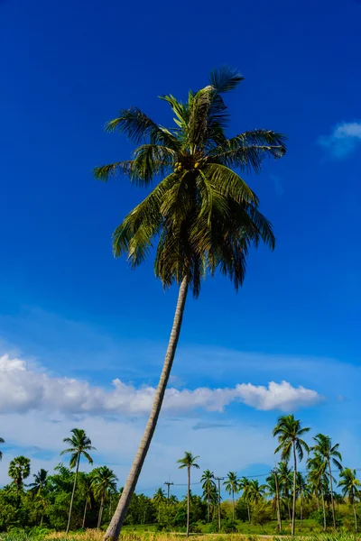 Palmeras de coco en la playa y cielo azul con fondo de nubes . —  Fotos de Stock