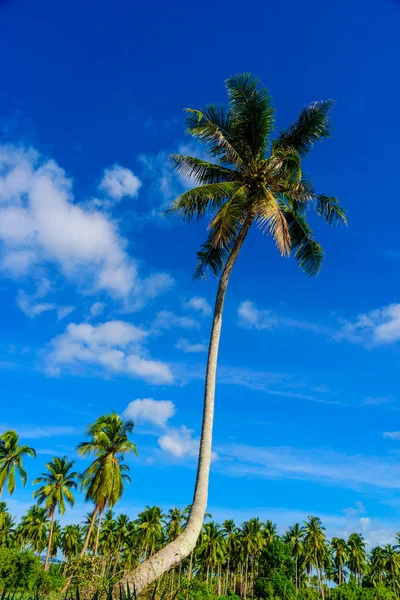 Kokosové palmy na pláže a modré oblohy mrak zázemí. — Stock fotografie