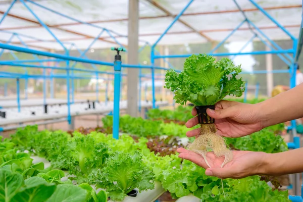 Agricultor recoger verdura ensalada ecológica hidropónica verde en la granja, Tailandia. Enfoque selectivo —  Fotos de Stock