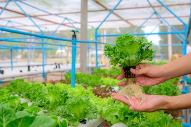 Çiftçi farm, Tayland yeşil hydroponic organik salata sebze toplamak. Seçici odak
