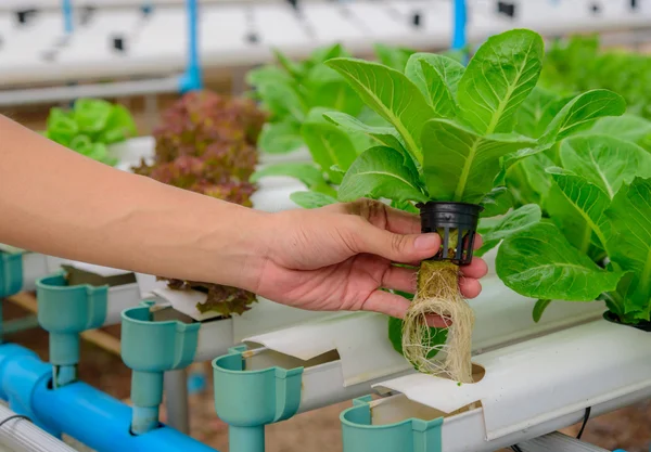 Agricultor recoger verdura ensalada ecológica hidropónica verde en la granja, Tailandia. Enfoque selectivo — Foto de Stock