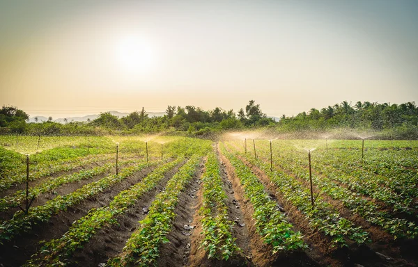 Système d'arrosage d'eau fonctionnant dans un potager vert au coucher du soleil. Concentration sélective — Photo