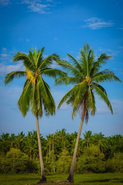 Palmeras de coco en el cielo azul con fondo de nubes . —  Fotos de Stock