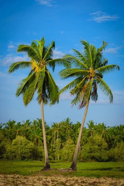 코코넛 야 자 나무에 푸른 하늘 구름 배경. — 스톡 사진