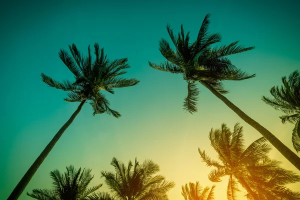 Silueta cocoteros en la playa al atardecer. Tono vintage. —  Fotos de Stock