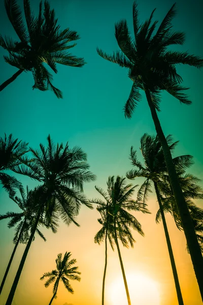 Silueta cocoteros en la playa al atardecer. Tono vintage. — Foto de Stock